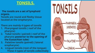 Lymphatic system ppt[1].pptx . | PPTX