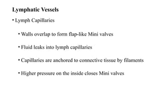 Lymphatic Vessels
• Lymph Capillaries
• Walls overlap to form flap-like Mini valves
• Fluid leaks into lymph capillaries
• Capillaries are anchored to connective tissue by filaments
• Higher pressure on the inside closes Mini valves
 