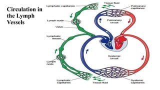 Circulation in
the Lymph
Vessels
 