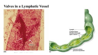Valves in a Lymphatic Vessel
 