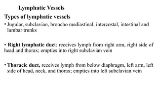 Lymphatic Vessels
Types of lymphatic vessels
• Jugular, subclavian, broncho mediastinal, intercostal, intestinal and
lumbar trunks
• Right lymphatic duct: receives lymph from right arm, right side of
head and thorax; empties into right subclavian vein
• Thoracic duct, receives lymph from below diaphragm, left arm, left
side of head, neck, and thorax; empties into left subclavian vein
 