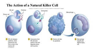 The Action of a Natural Killer Cell
 