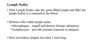 Lymph Nodes
• Then Lymph Nodes take the germ-filled lymph and filter the
lymph before it is returned to the blood
• Defense cells within lymph nodes
• Macrophages – engulf and destroy foreign substances
• Lymphocytes – provide immune response to antigens
• Most are kidney-shaped, less than 1 inch long
 