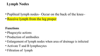 Lymph Nodes
• Popliteal lymph nodes– Occur on the back of the knee–
• Receive lymph from the leg proper
Functions
• Phagocytic actions
• Production of antibodies
• Enlargement of lymph nodes when area of drainage is infected
• Activate T and B lymphocytes
• Filtration of lymph
 