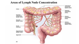 Areas of Lymph Node Concentration
 