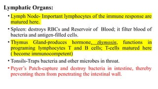 Lymphatic Organs:
• Lymph Node- Important lymphocytes of the immune response are
matured here.
• Spleen: destroys RBCs and Reservoir of Blood; it filter blood of
bacteria and antigen-filled cells.
• Thymus Gland-produces hormone, thymosin, functions in
programing lymphocytes T and B cells; T-cells matured here
( become immunocompetent)
• Tonsils-Traps bacteria and other microbes in throat.
• Peyer’s Patch-capture and destroy bacteria in intestine, thereby
preventing them from penetrating the intestinal wall.
 