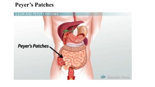 Peyer’s Patches
 