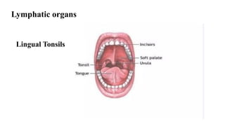 Lymphatic organs
Lingual Tonsils
 