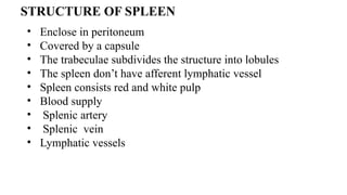 STRUCTURE OF SPLEEN
• Enclose in peritoneum
• Covered by a capsule
• The trabeculae subdivides the structure into lobules
• The spleen don’t have afferent lymphatic vessel
• Spleen consists red and white pulp
• Blood supply
• Splenic artery
• Splenic vein
• Lymphatic vessels
 