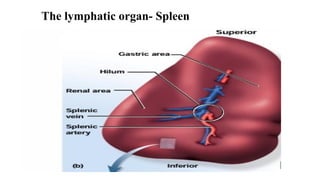 The lymphatic organ- Spleen
 