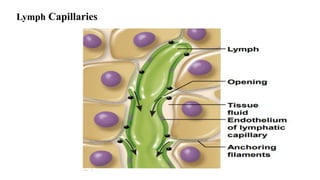 Lymph Capillaries
 