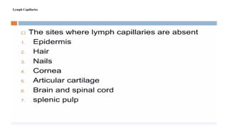 Lymph Capillaries
 