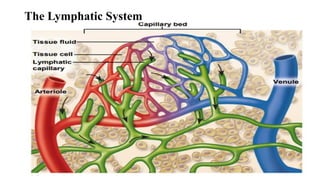 The Lymphatic System
 