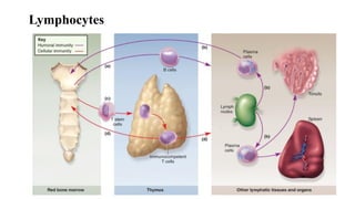 Lymphocytes
 