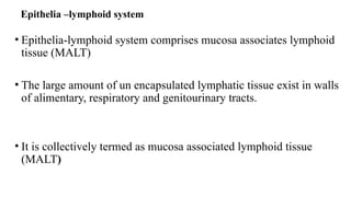 Epithelia –lymphoid system
• Epithelia-lymphoid system comprises mucosa associates lymphoid
tissue (MALT)
• The large amount of un encapsulated lymphatic tissue exist in walls
of alimentary, respiratory and genitourinary tracts.
• It is collectively termed as mucosa associated lymphoid tissue
(MALT)
 