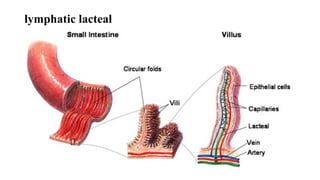 lymphatic lacteal
 