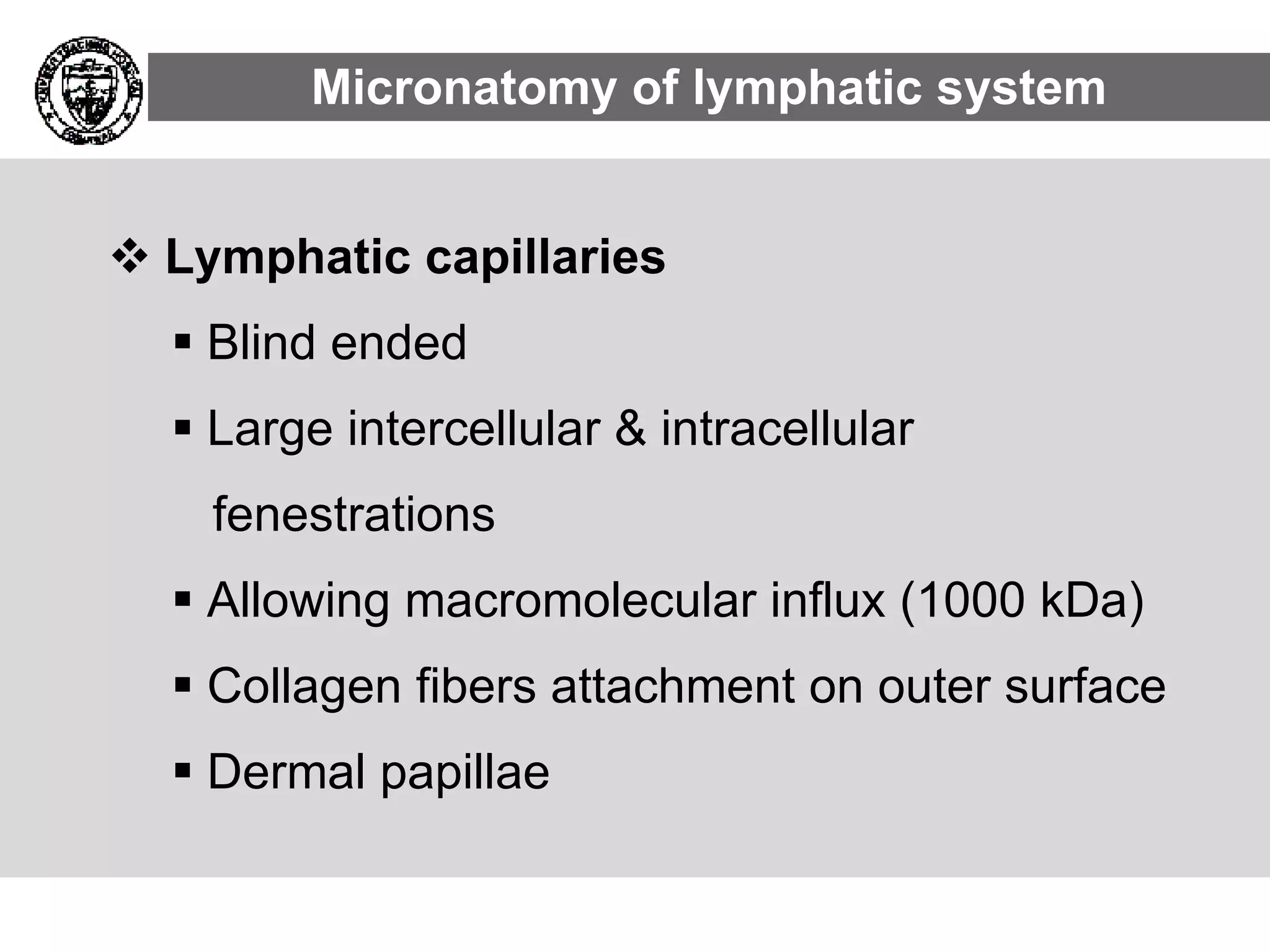 Lymphatic capillaries Blind ended Large intercellular & intracellular fenestrations Allowing macromolecular influx (1000 kDa) Collagen fibers attachment on outer surface Dermal papillae Micronatomy of lymphatic system 