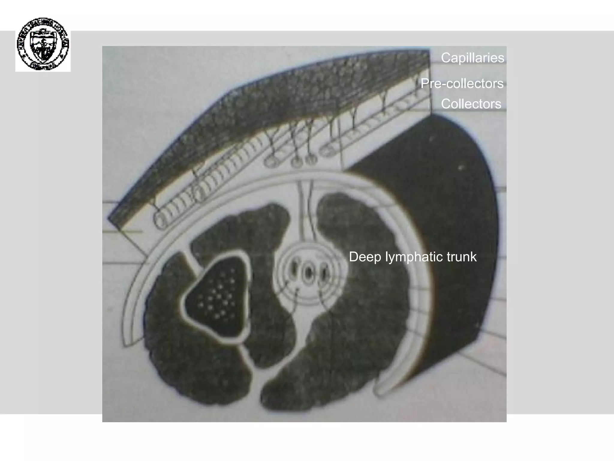 Capillaries   Pre-collectors  Collectors   Deep lymphatic trunk   