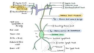 Lymphedema.pdf