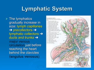 Lymphatic System <ul><li>The lymphatics gradually increase in size:  lymph capillaries      precollectors      lymphatic...