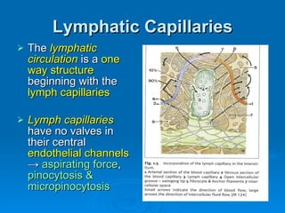 Lymphatic Capillaries <ul><li>The  lymphatic circulation  is a  one way structure  beginning with the  lymph capillaries <...