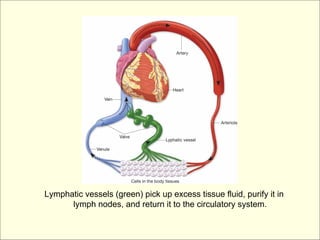 Lymphatic vessels (green) pick up excess tissue fluid, purify it in
      lymph nodes, and return it to the circulatory system.
 