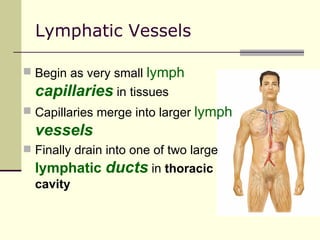 Lymphatic Vessels

 Begin as very small   lymph
  capillaries in tissues
 Capillaries merge into larger   lymph
  vessels
 Finally drain into one of two large
  lymphatic ducts in thoracic
  cavity
 