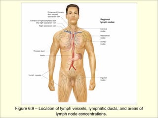 Figure 6.9 – Location of lymph vessels, lymphatic ducts, and areas of
                      lymph node concentrations.
 