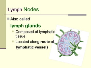 Lymph Nodes
 Also called

 lymph glands
     Composed of lymphatic
      tissue
     Located along route of
       lymphatic vessels
 