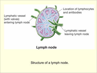 Structure of a lymph node.
 
