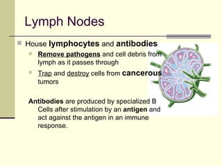 Lymph Nodes
 House   lymphocytes and antibodies
     Remove pathogens and cell debris from
      lymph as it passes through
     Trap and destroy cells from cancerous
      tumors

  Antibodies are produced by specialized B
    Cells after stimulation by an antigen and
    act against the antigen in an immune
    response.
 