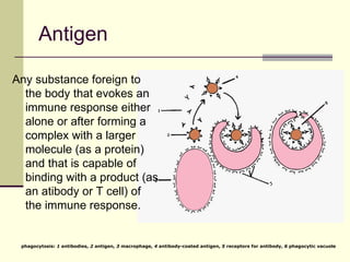 Antigen

Any substance foreign to
  the body that evokes an
  immune response either
  alone or after forming a
  complex with a larger
  molecule (as a protein)
  and that is capable of
  binding with a product (as
  an atibody or T cell) of
  the immune response.


 phagocytosis: 1 antibodies, 2 antigen, 3 macrophage, 4 antibody-coated antigen, 5 receptors for antibody, 6 phagocytic vacuole
 