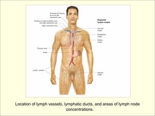Location of lymph vessels, lymphatic ducts, and areas of lymph node
                            concentrations.
 