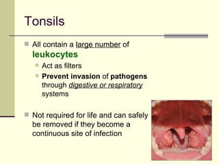 Tonsils
 All contain a large number of
  leukocytes
      Act as filters
      Prevent invasion of pathogens
       through digestive or respiratory
       systems

 Not required for life and can safely
  be removed if they become a
  continuous site of infection
 