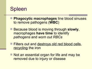 Spleen
 Phagocytic macrophages line blood sinuses
  to remove pathogens (WBC)
 Because blood is moving through slowly,
  macrophages have time to identify
  pathogens and worn out RBCs
 Filters out and destroys old red blood cells,
  recycling the iron
 Not an essential organ for life and may be
  removed due to injury or disease
 