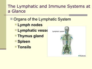The Lymphatic and Immune Systems at
a Glance
 Organs of the Lymphatic System
   Lymph   nodes
   Lymphatic vessels
   Thymus gland
   Spleen
   Tonsils
 
