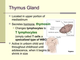 Thymus Gland
 Located in upper portion of
  mediastinum
 Secretes hormone,   thymosin
      Changes lymphocytes to
       T lymphocytes
       (simply called T cells a
       speicalized type of WBC)
 Active in unborn child and
  throughout childhood until
  adolescence, when it begins to
  shrink in size
 