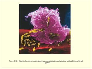 Figure 6.14 – Enhanced photomicrograph showing a macrophage (purple) attacking bacillus Escherichia coli
                                                (yellow).
 