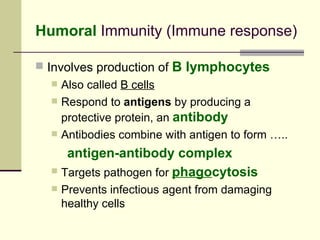 Humoral Immunity (Immune response)

 Involves production of   B lymphocytes
     Also called B cells
     Respond to antigens by producing a
      protective protein, an antibody
     Antibodies combine with antigen to form …..
     antigen-antibody complex
   Targets pathogen for phagocytosis

     Prevents infectious agent from damaging
      healthy cells
 