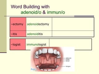Word Building with
    adenoid/o & immun/o

–ectomy   adenoidectomy


–itis     adenoiditis


–logist   immunologist
 