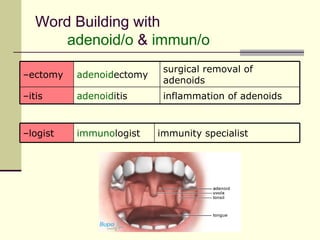 Word Building with
       adenoid/o & immun/o
                           surgical removal of
–ectomy   adenoidectomy
                           adenoids
–itis     adenoiditis      inflammation of adenoids


–logist   immunologist    immunity specialist
 