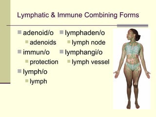 Lymphatic & Immune Combining Forms

 adenoid/o  lymphaden/o
   adenoids        lymph   node
 immun/o         lymphangi/o
   protection      lymph   vessel
 lymph/o
   lymph
 
