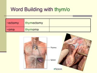 Word Building with thym/o

–ectomy   thymectomy

–oma      thymoma
 