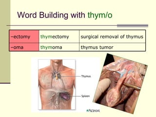 Word Building with thym/o

–ectomy   thymectomy   surgical removal of thymus

–oma      thymoma      thymus tumor
 