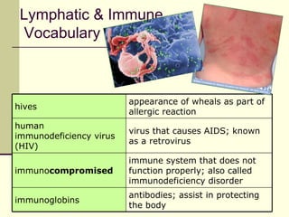 Lymphatic & Immune
  Vocabulary



                         appearance of wheals as part of
hives
                         allergic reaction
human
                         virus that causes AIDS; known
immunodeficiency virus
                         as a retrovirus
(HIV)
                         immune system that does not
immunocompromised        function properly; also called
                         immunodeficiency disorder
                         antibodies; assist in protecting
immunoglobins
                         the body
 