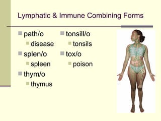 Lymphatic & Immune Combining Forms

 path/o       tonsill/o
   disease      tonsils

 splen/o      tox/o
   spleen       poison

 thym/o
   thymus
 