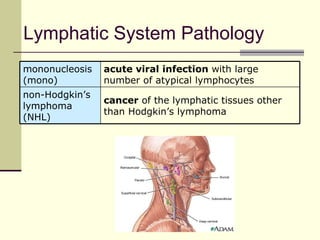 Lymphatic System Pathology
mononucleosis   acute viral infection with large
(mono)          number of atypical lymphocytes
non-Hodgkin’s
                cancer of the lymphatic tissues other
lymphoma
                than Hodgkin’s lymphoma
(NHL)
 