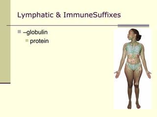 Lymphatic & ImmuneSuffixes

 –globulin
     protein
 