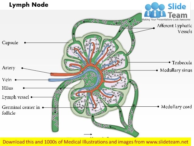 Lymph node immune system medical images for power point