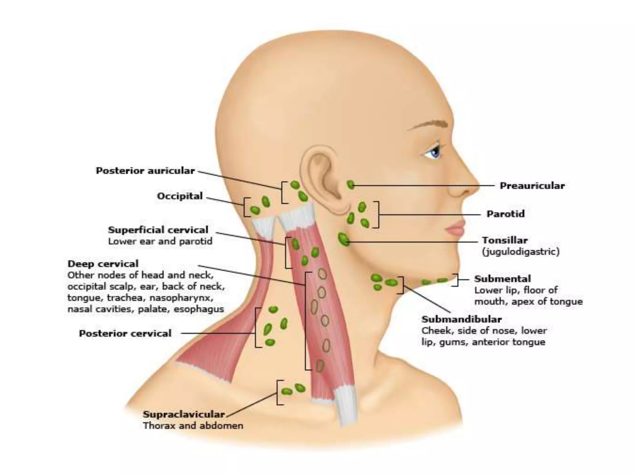 Lymph Node Lump Ulcer Examination pptx Lymph node lump ulcer examination pptx